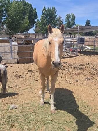 Appendex Palomino 1