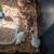 Chicks 2 thumbnail