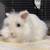 Bunny 9 thumbnail