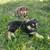 Standard Australian Shepherd 11 thumbnail