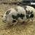 Kune kune piglets 7 thumbnail
