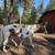 Paint Gelding 5 thumbnail