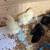 Chicks 9 thumbnail