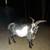 Mini Lamancha - Nigerian Dwarf goats 18 thumbnail