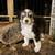 Mini aussie 2 thumbnail