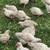 Broilers meat chicken 3 thumbnail