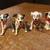 LOT OF 47 101 102 DALMATIANS MCDONALDS HAPPY MEAL TOYS 1996 10 thumbnail