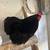 Cochin chicks 4 thumbnail