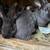 Rabbits Silver Fox Rabbits 4 thumbnail