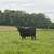 Angus fall calving beef cows 1 thumbnail