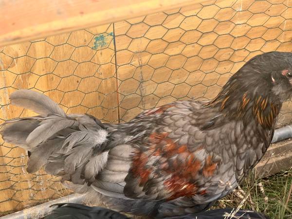 Roosters-Cockerel 1