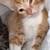 Orange cat 3 thumbnail