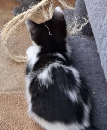 9 weeks old (Andover)575550337739673607