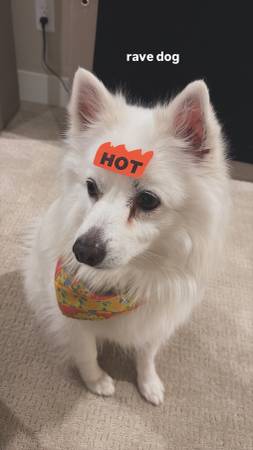 perro desaparecido, por favor ayude64752699225219122