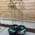 Flying Dragon ‘Poncirus Trifoliata’ Citrus Rootsock 1 thumbnail