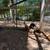 Rooster Silver Phoenix long tailed . Available show 6/19 6/20 6 thumbnail