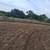 Triticale 1 thumbnail
