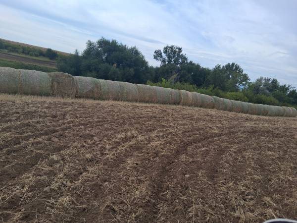 Triticale 1
