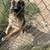German Sheppard 2 thumbnail