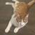 Free Rehoming Male Orange & White Tabby Cat 1 thumbnail