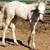 Standing AQHA Cremello stud 8 thumbnail