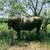 Murray Grey Beef Bull 2 thumbnail