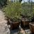 Trees Bulk Tree Sale – Landscaper & Contractor Inventory 6 thumbnail