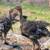 Turkeys 3 thumbnail