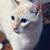 Siamese flame point needs home 1 thumbnail