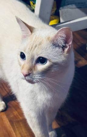 Siamese flame point needs home 1
