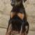 Doberman 1 thumbnail