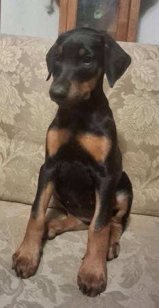 Doberman 1