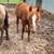 Yearling filly 2 thumbnail