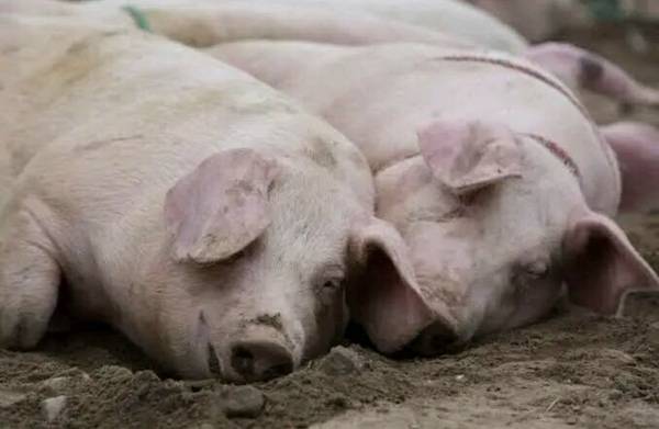 Large Sows (pigs) 1