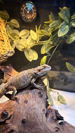 Young bearded dragon561584569656299522