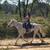 Safe gaited mare 3 thumbnail