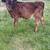 Calf 2 thumbnail