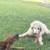 Female Great Pyrenees 2 thumbnail