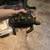 Red Foot Tortoise 3 thumbnail