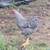 Roosters free roosters 1 thumbnail