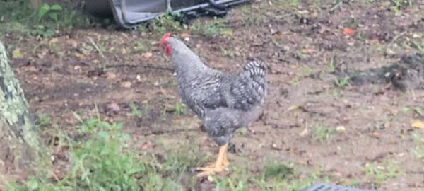 Roosters free roosters 1