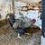 2 Olive Egger Roosters 3 thumbnail