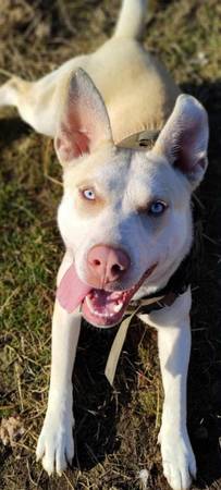 Pit Husky Dog (Lakebay)