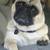 **Available smartPug puppies** 2 thumbnail