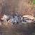 Firepit / Campfire Firewood Oak Seasoned 2 years 1 thumbnail