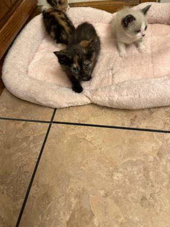 Bobtail Kittens 1