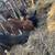 Steer Calf 4 thumbnail