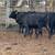 Brangus heifers 11 thumbnail