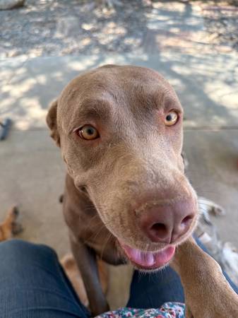 Rehoming ASAP (Bakersfield)