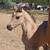 Homozygous Dun AQHA Grulla Colt 1 thumbnail